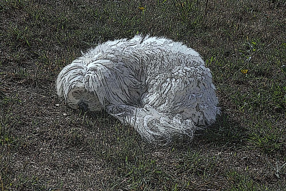 PERRO DURMIENDO