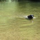 Perro en agua