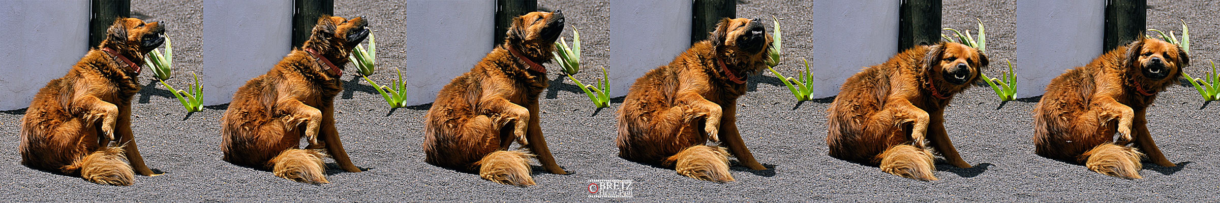 Perro en Casa Omar Sharif