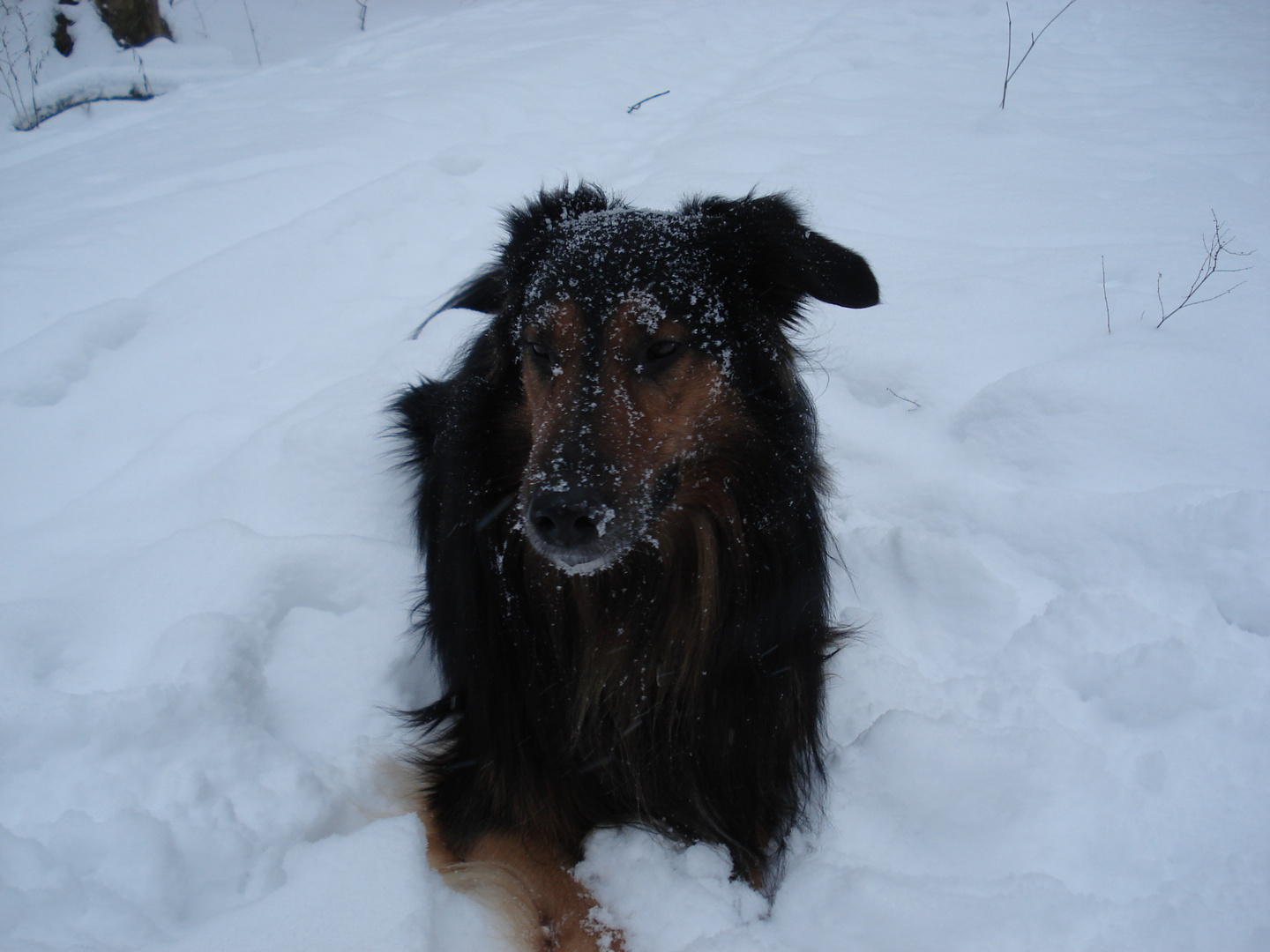 perro en la nieve