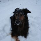 perro en la nieve