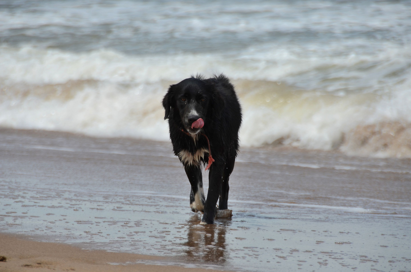 Perro en la Playa