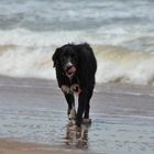 Perro en la Playa