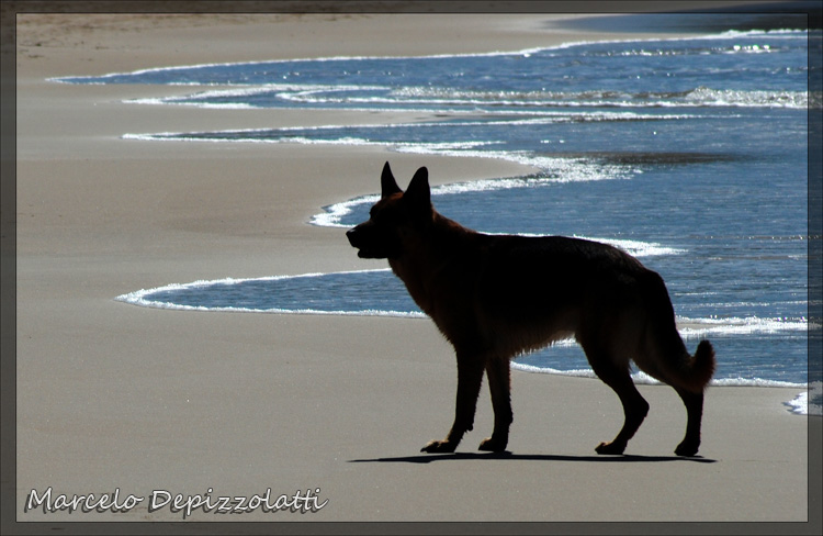 Perro en su paseo