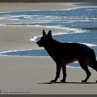 Perro en su paseo