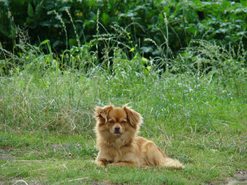 Perro guardián