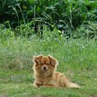 Perro guardián