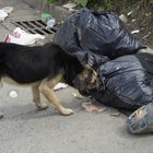 PERRO HAMBRIENTO DE TOKIO, VILLASANTANA