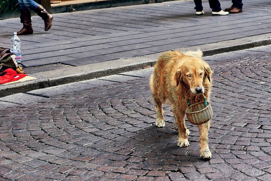 Perro Limosnero