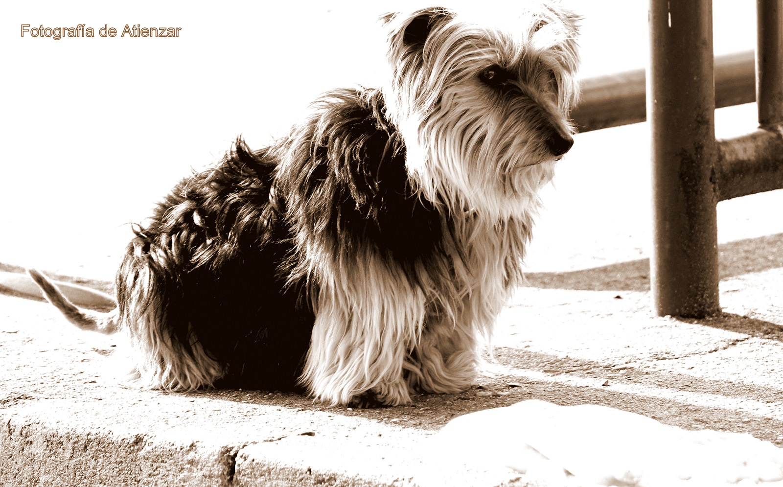 Perro observando en la calle