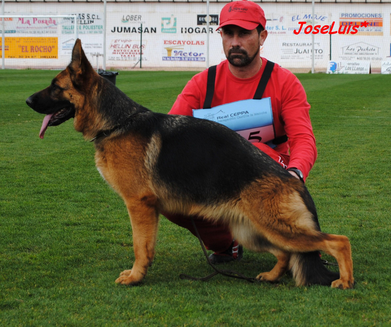 Perro Pastor Alemán