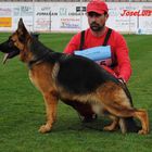 Perro Pastor Alemán