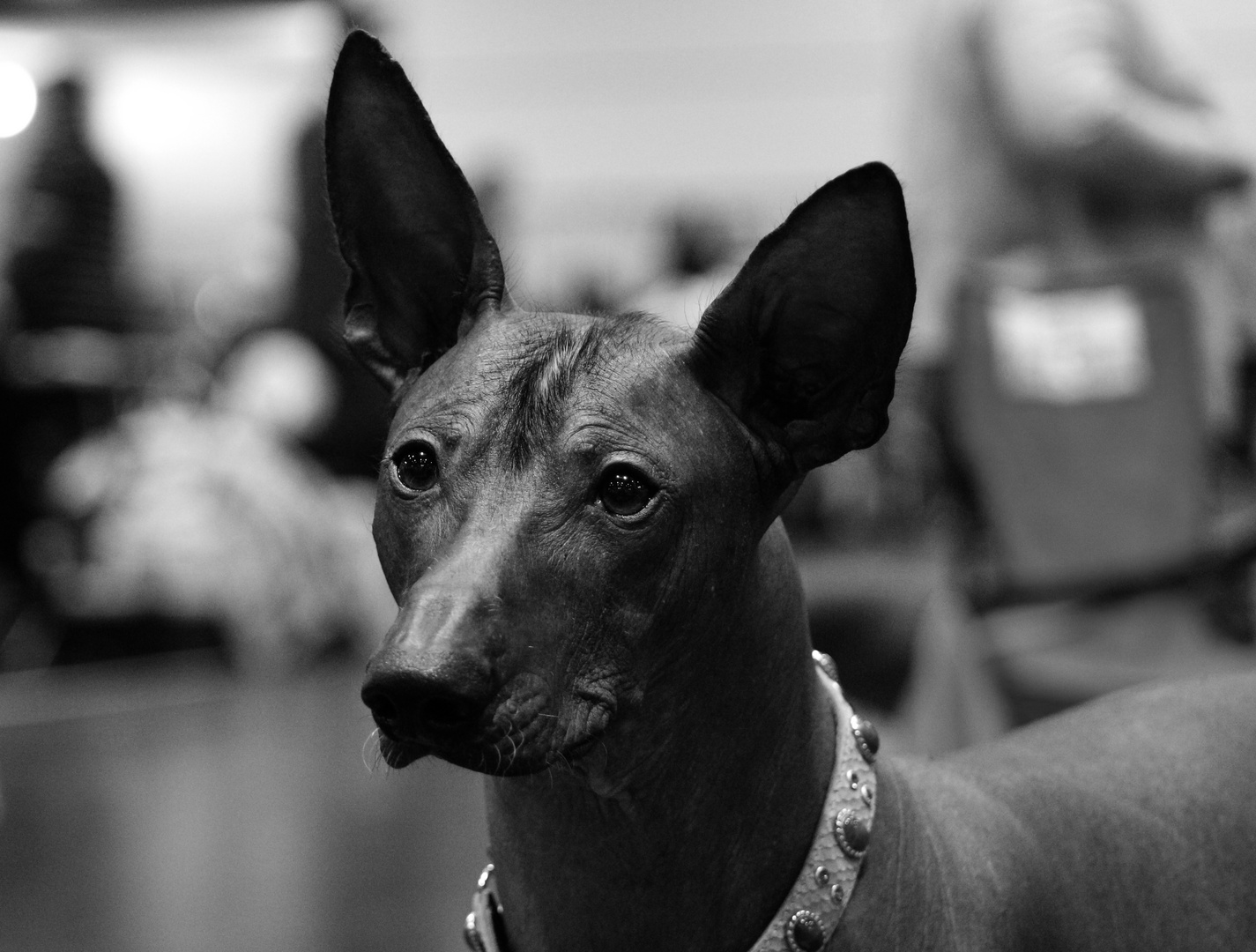 Perro sin Pelo del Peru grande 