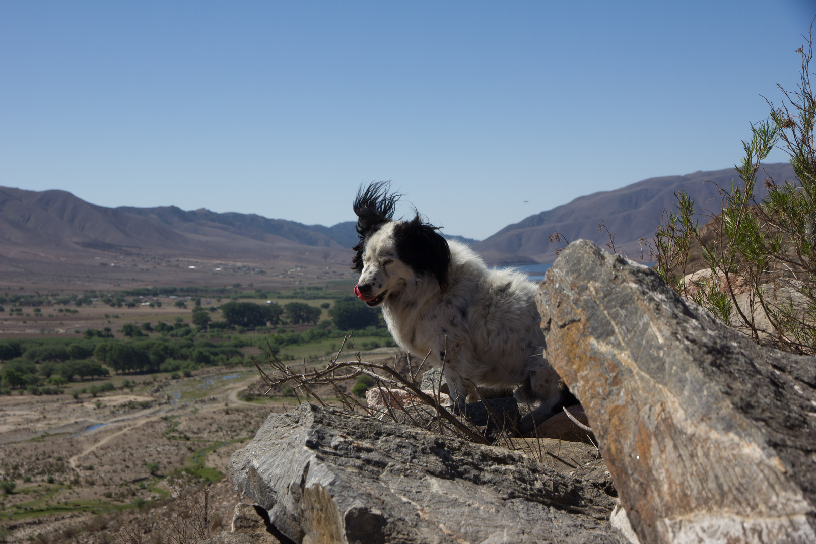 Perro Tucumano