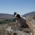 Perro Tucumano