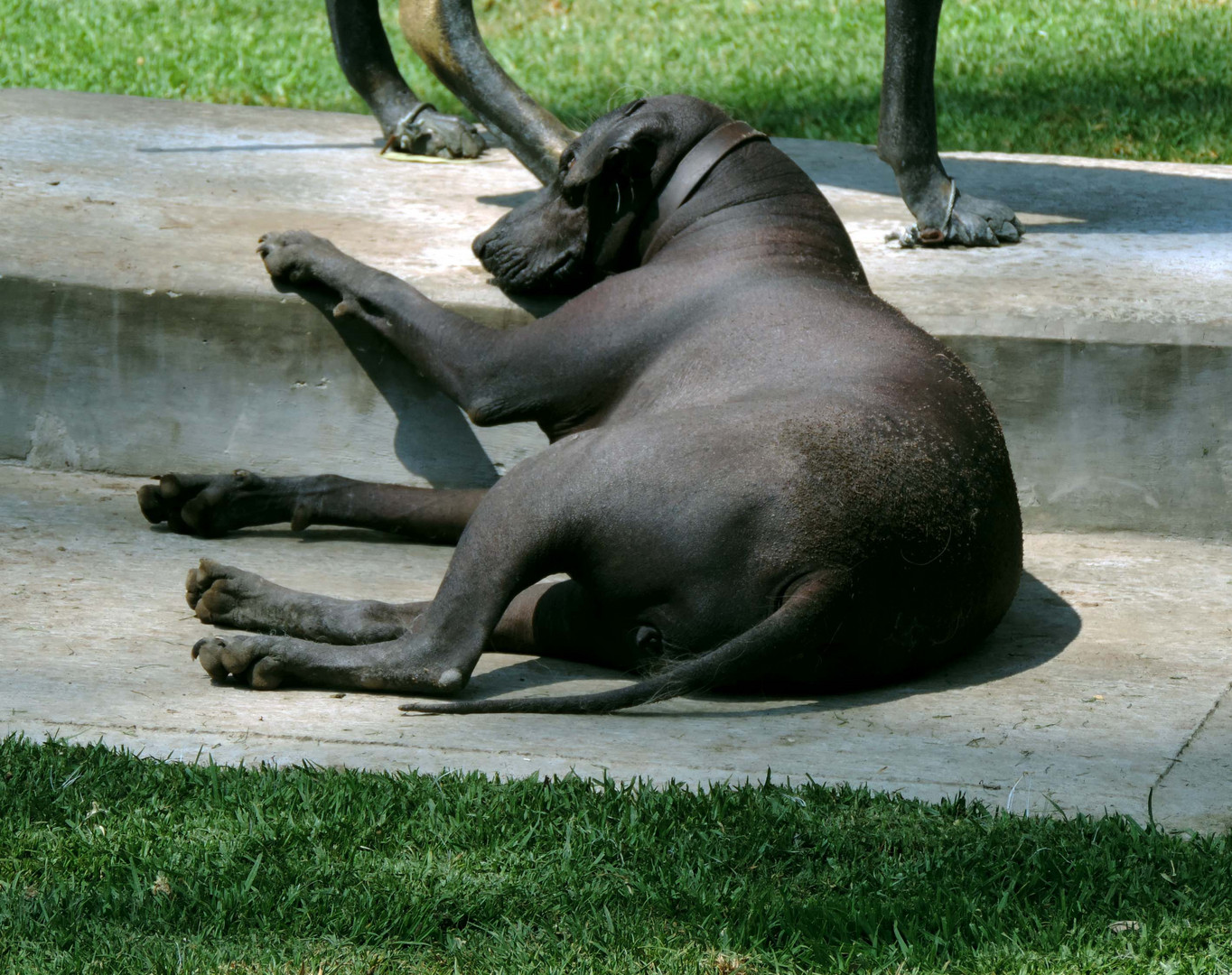 Perro Xoloitzcuintle. México DF