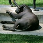 Perro Xoloitzcuintle. México DF