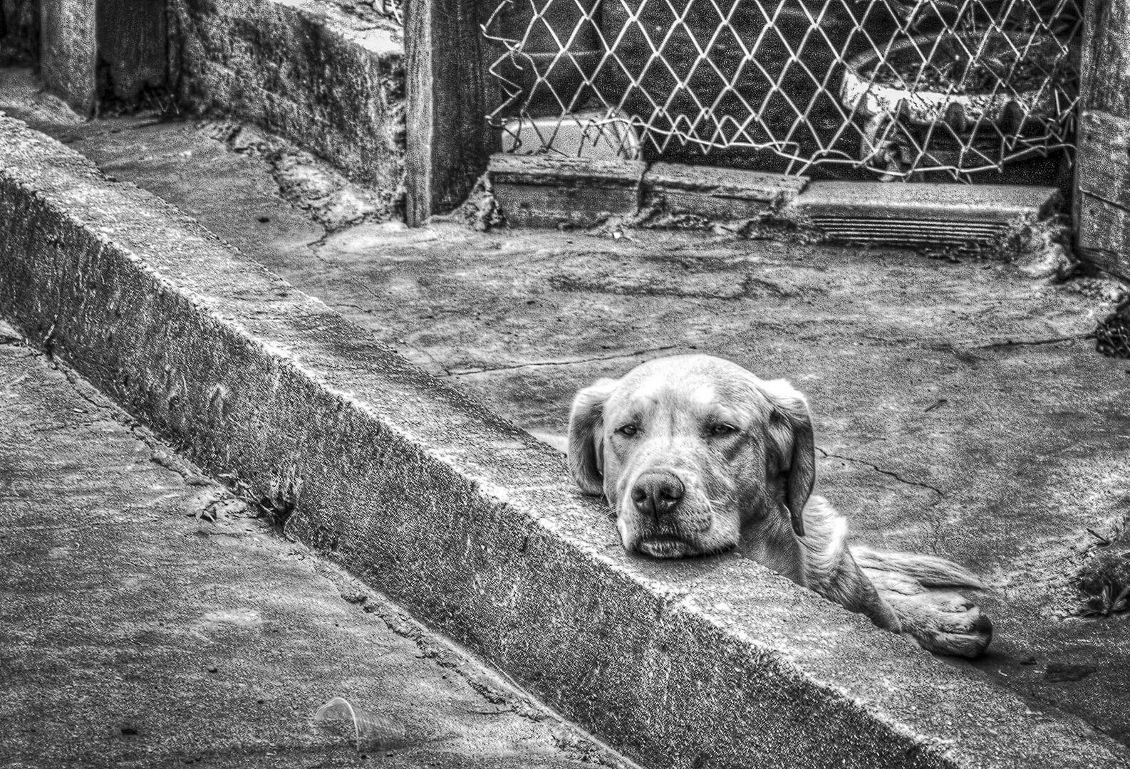 perro_B&W 