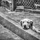 perro_B&W 