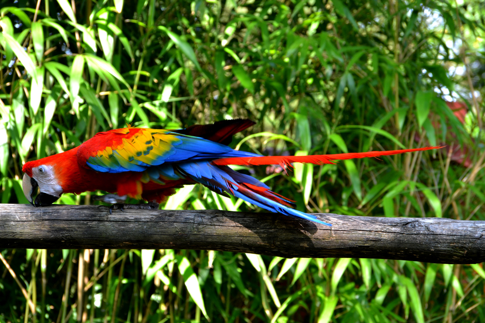 perroquet au zoo d'Amneville