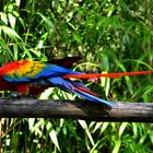 perroquet au zoo d'Amneville