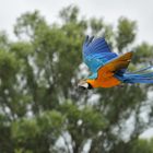 Perroquet en vol