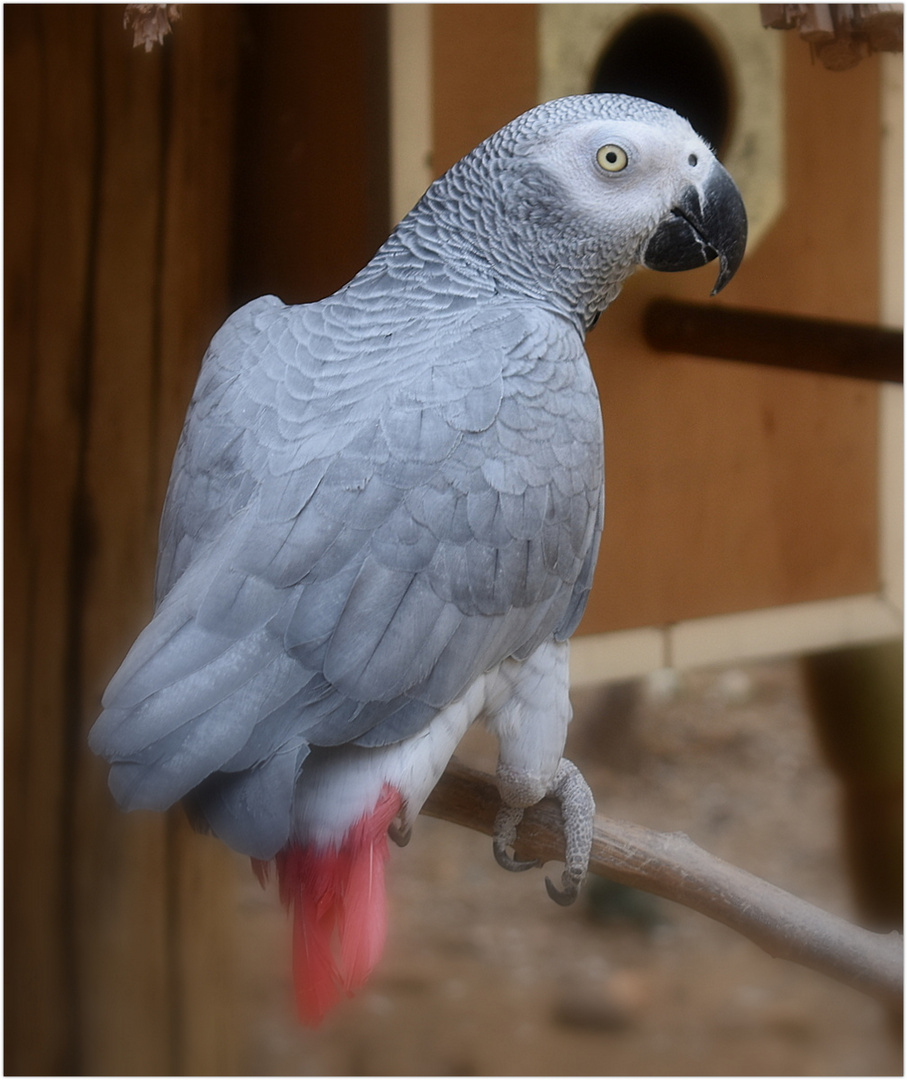 perroquet gris du gabon