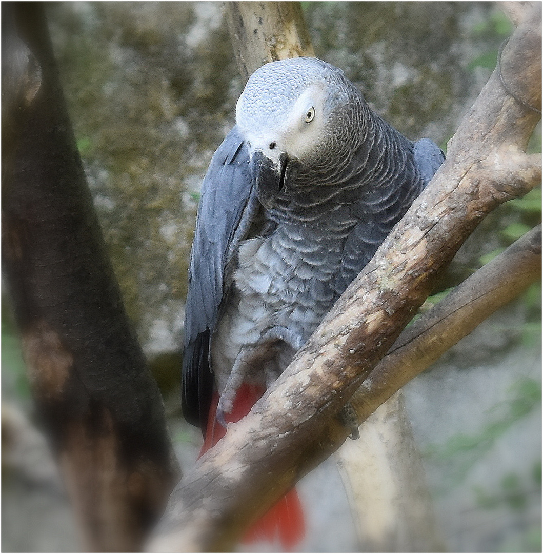 perroquet gris du gabon