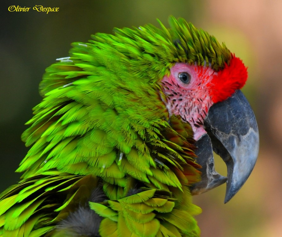 Perroquet vert flamboyant