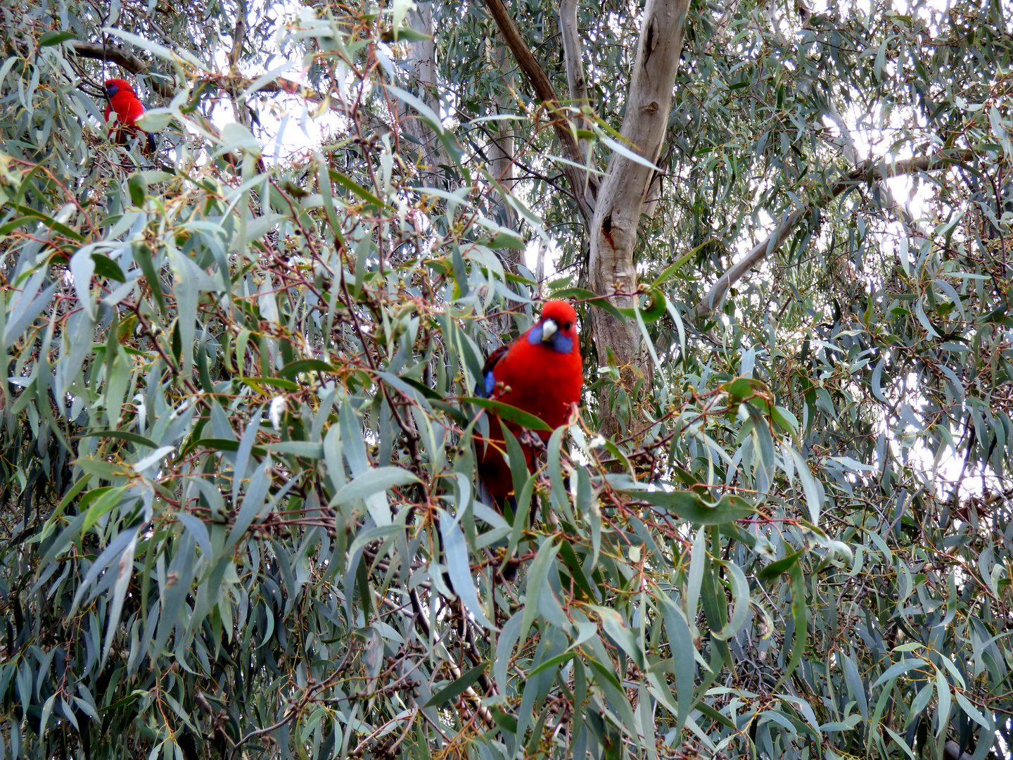 Perroquets dans les eucalyptus