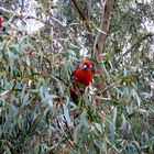 Perroquets dans les eucalyptus