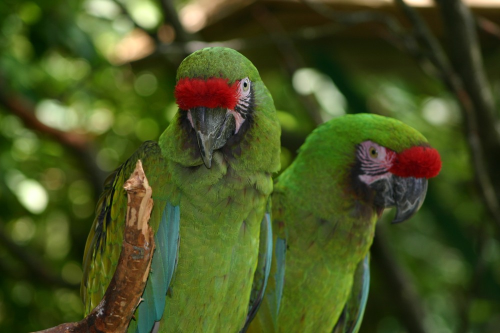 Perroquets verts photo et image animaux, nature Images