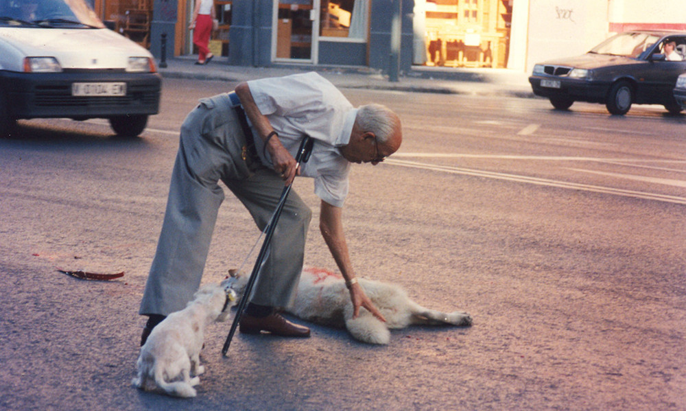 ¡PERROS!