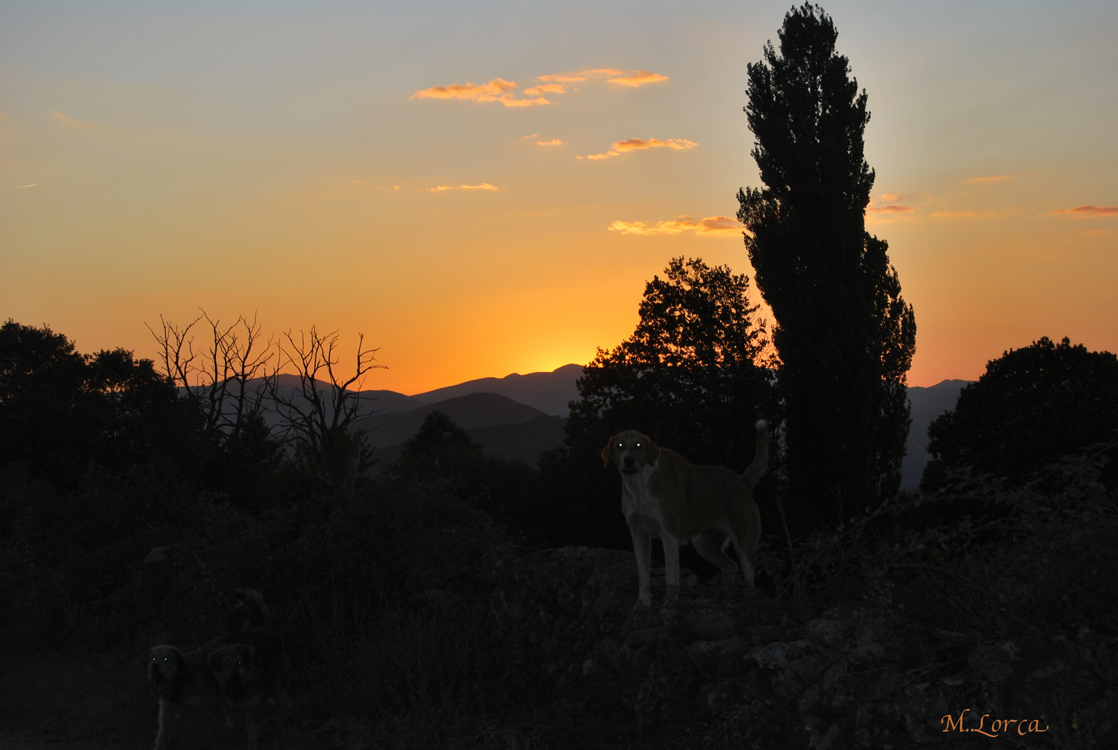 perros al atardecer