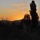 perros al atardecer