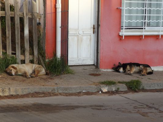 Perros callejeros (Chile)