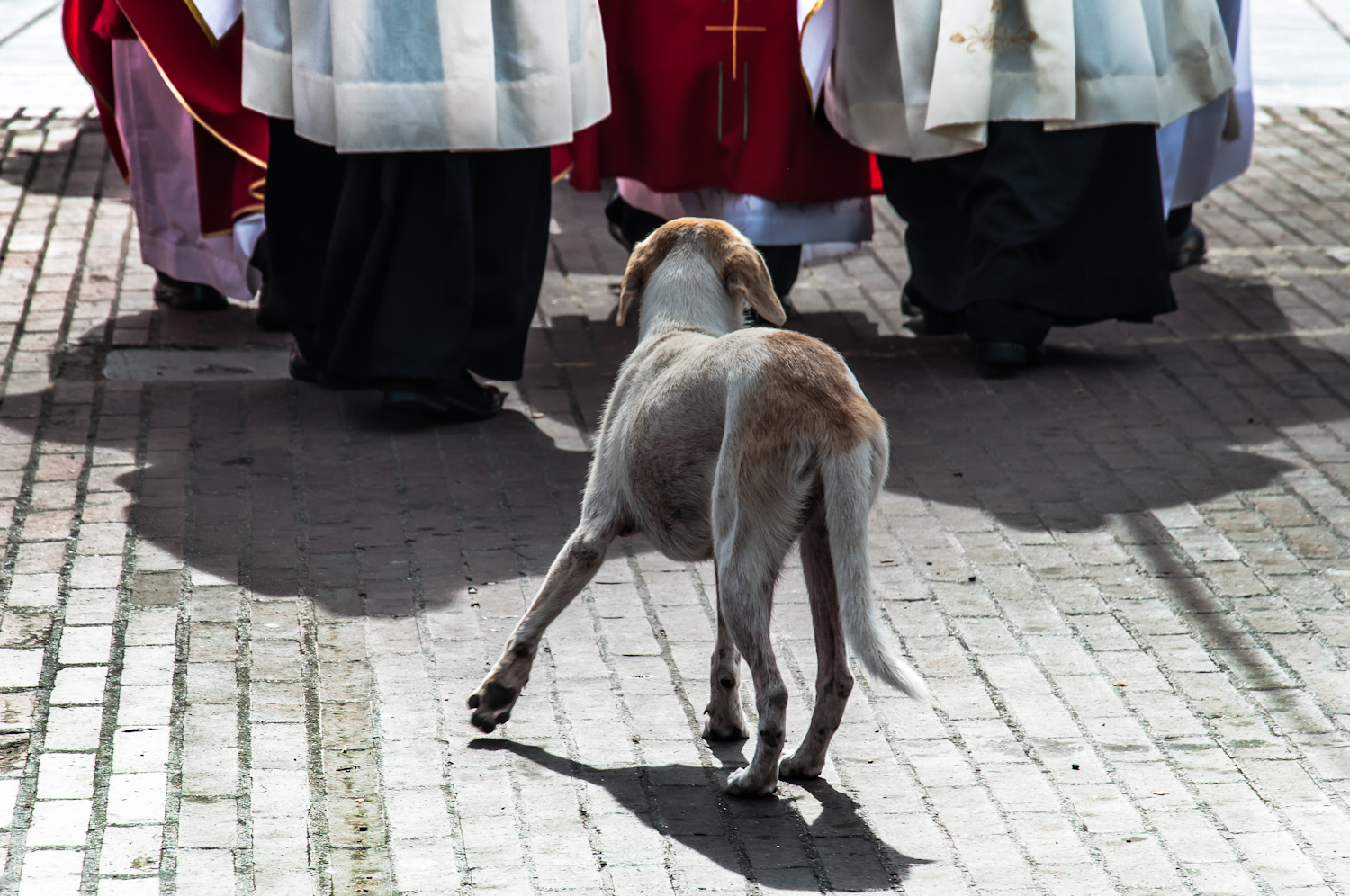 Perros de dios