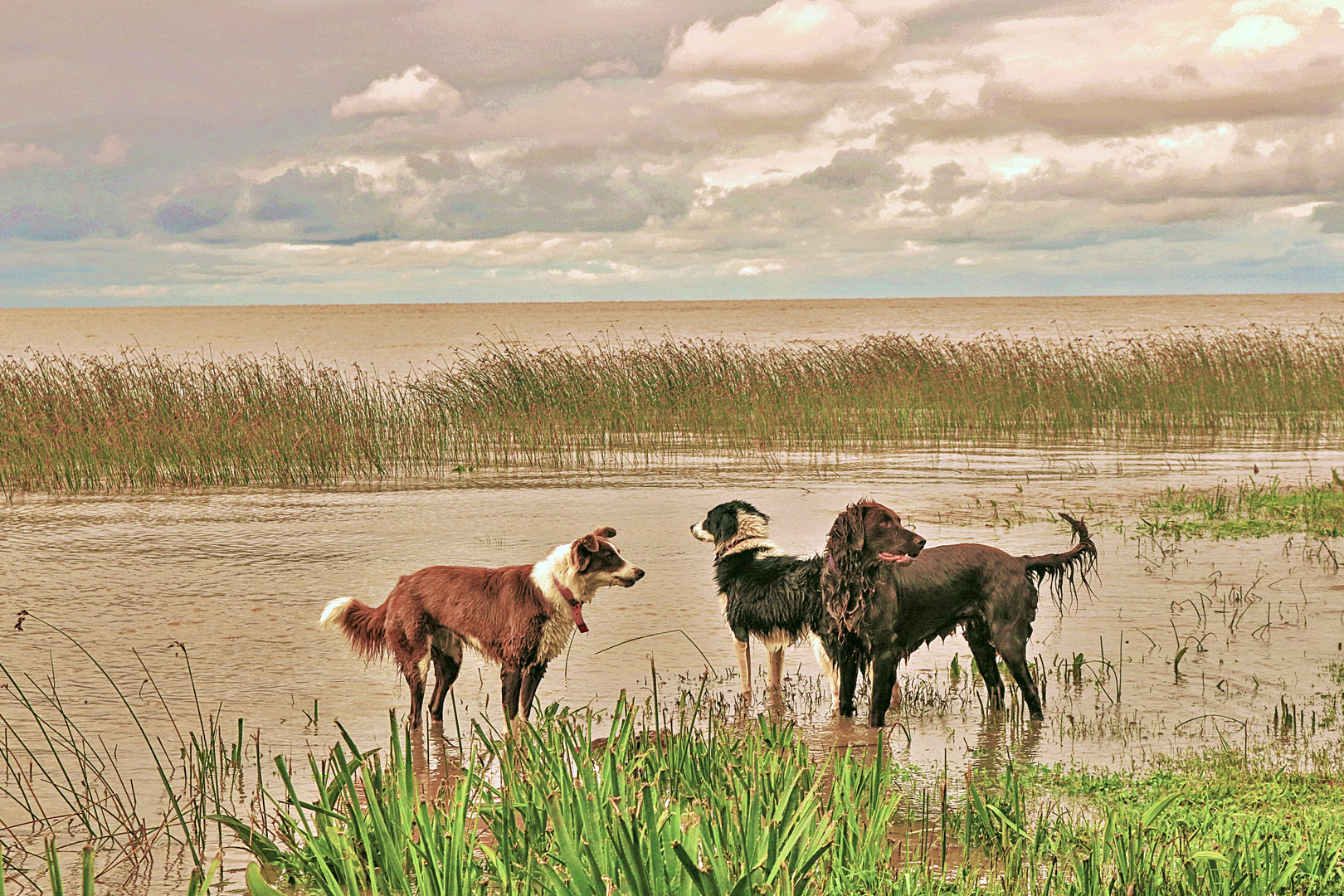 perros de río