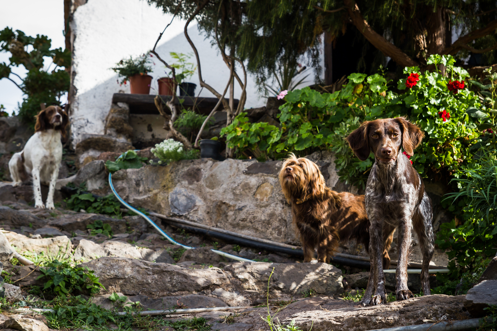 perros en arure