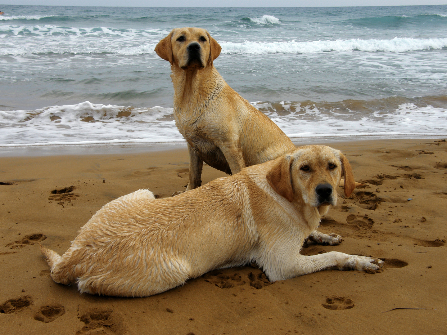 Perros en la playa