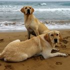 Perros en la playa