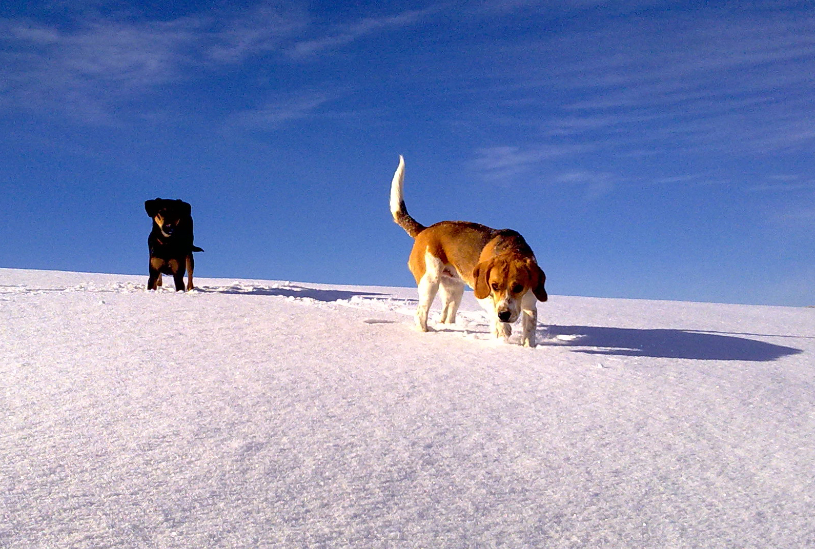 Perros guía