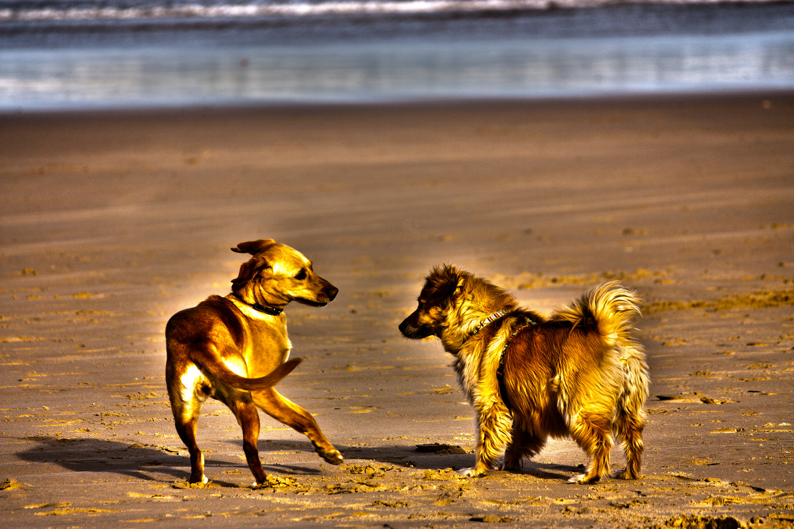 Perros jugando