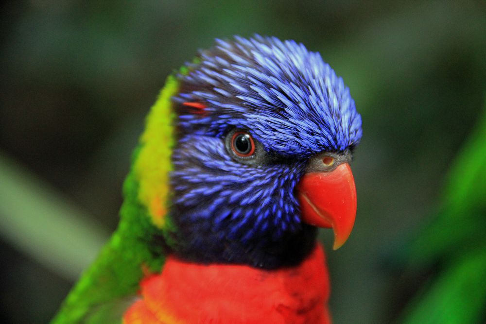 perruche d'australie de MESTREAU PATRICE