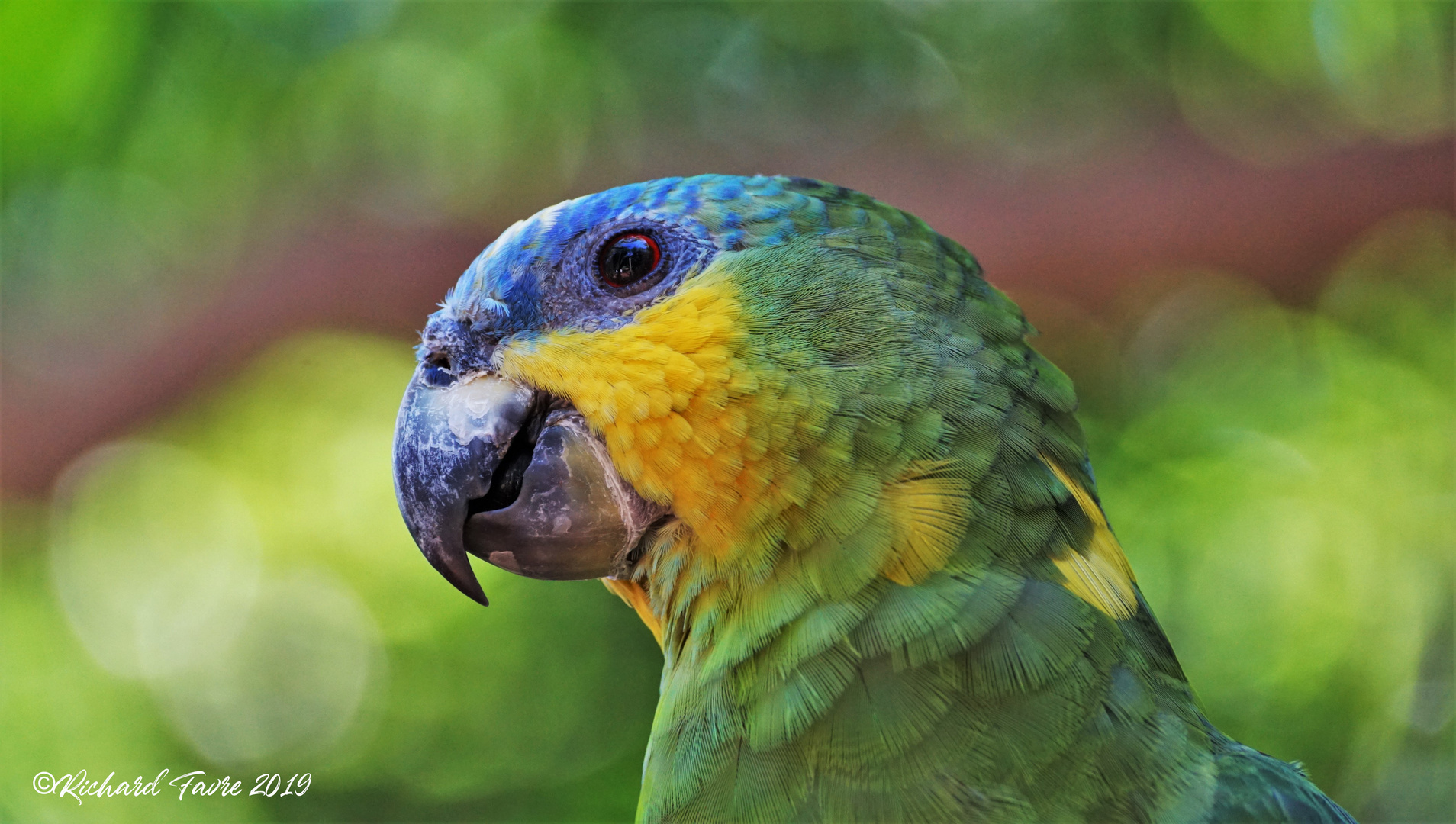 Perruche Foz Iguaçu - Paraná Brésil