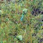 Perruches en liberté dans le jardin de la Villa Ephrussi