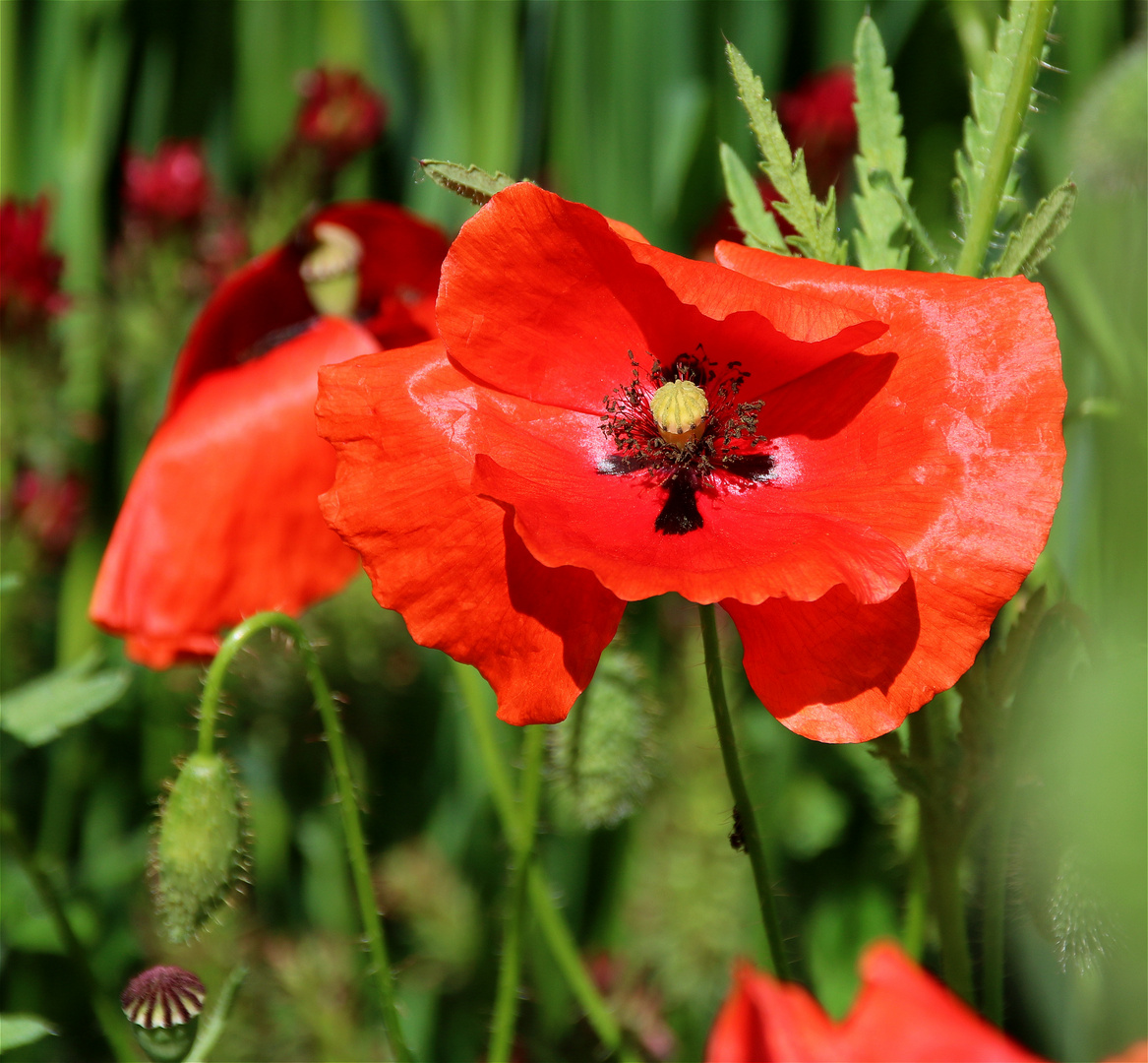  ~ PERSEPHONES BLUME ~