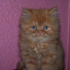 Perser Baby - Katze