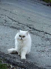 Perser Kater Chinchilla Silver-Shaded