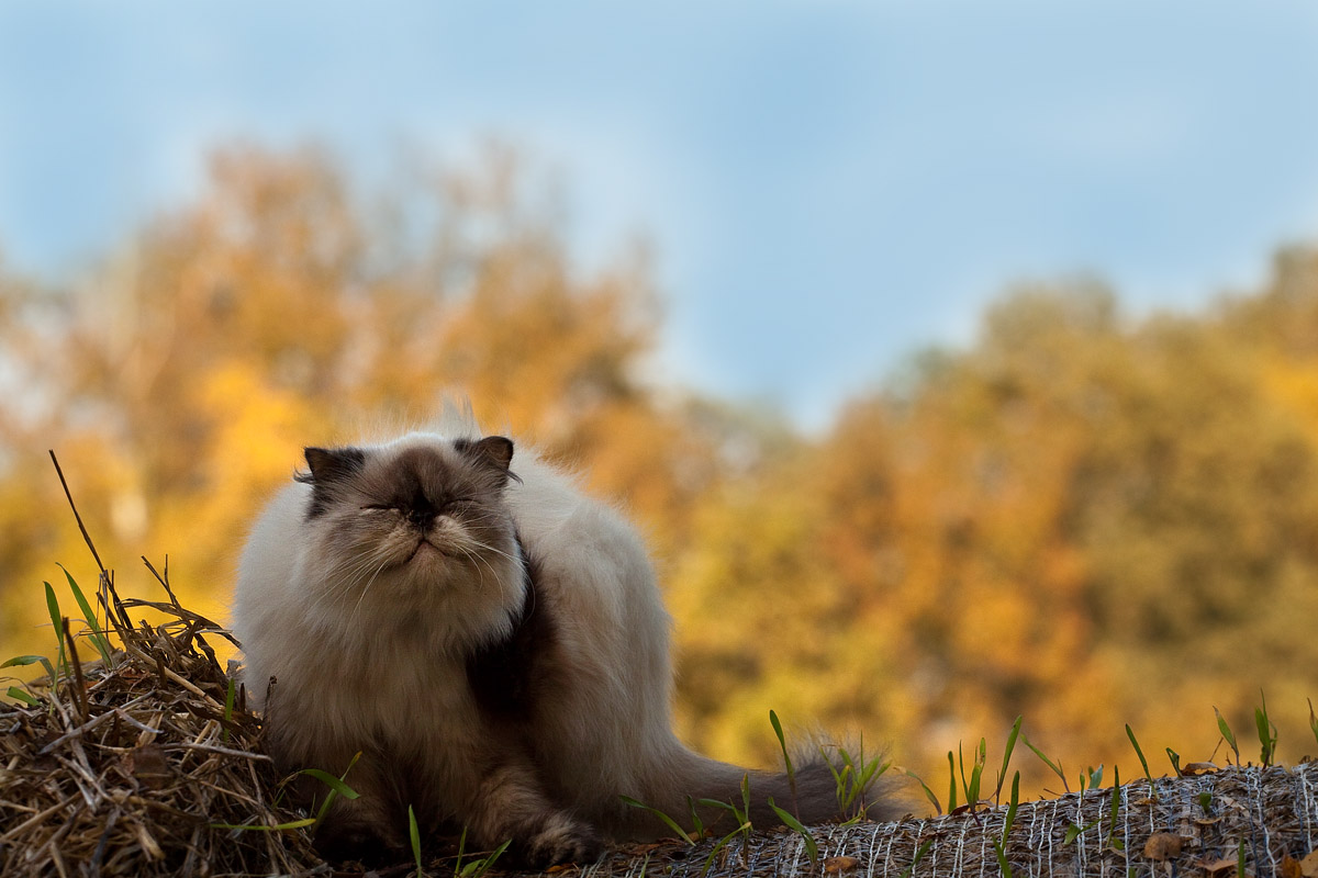 Perser Katze Gina